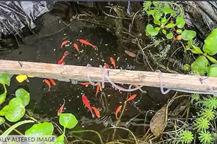 2233 Baywood Way, Willits, CA 95490 - Photo 4