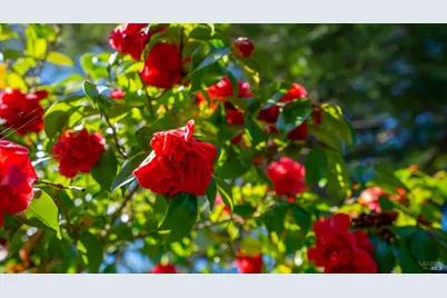 1427 Dawes Street, Novato, CA 94947 - Photo 44