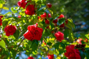 1427 Dawes St, Novato, CA 94947 - Photo 44