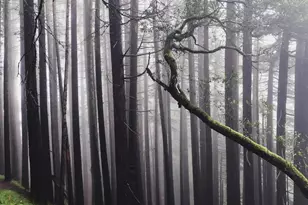 [Address not provided], Stinson Beach, CA 94970 - Photo 42