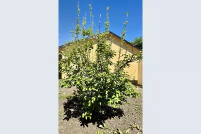 1836 Hearn Avenue, Santa Rosa, CA 95407 - Photo 20