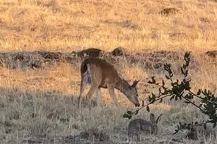 4808 Foxglove Ct, Santa Rosa, CA 95405 - Photo 12