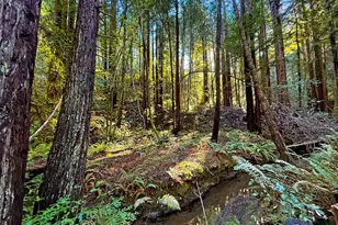 16125 Bittner Rd, Occidental, CA 95465 - Photo 22