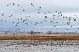 3034 State Line Rd, Dorris, CA 96023 - Photo 40