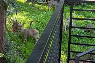 93 Magnolia Ave, Larkspur, CA 94939 - Photo 48