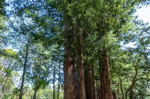 18900 Armstrong Woods Rd, Guerneville, CA 95446 - Photo 40