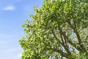 665 4th St, Sonoma, CA 95476 - Photo 40