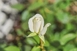 665 4th St, Sonoma, CA 95476 - Photo 40