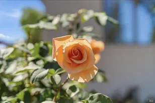 665 4th St, Sonoma, CA 95476 - Photo 38