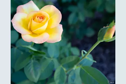 2429 Lemur Street, Santa Rosa, CA 95401 - Photo 42