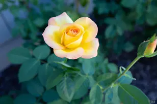 2429 Lemur St, Santa Rosa, CA 95401 - Photo 42