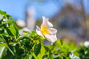 184 Cobblestone Dr, San Rafael, CA 94903 - Photo 42