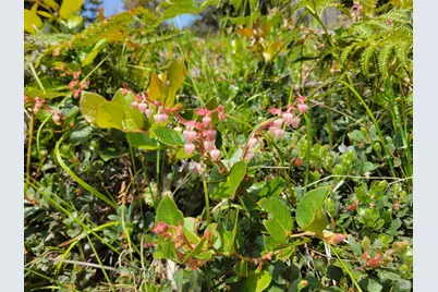 34601 S Highway 1, Gualala, CA 95445 - Photo 24