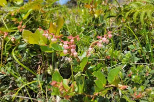 34601 S Hwy 1, Gualala, CA 95445 - Photo 24