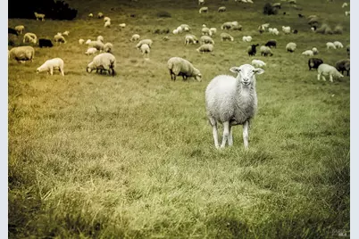 100 Lupine Close, The Sea Ranch, CA 95497 - Photo 8