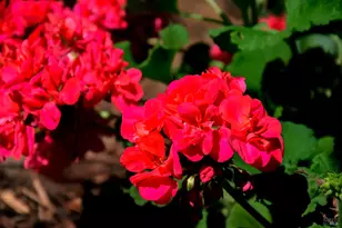 115 Myrtle Ave, San Rafael, CA 94901 - Photo 36