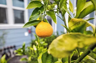 1145 Portello Ln, Windsor, CA 95492 - Photo 38