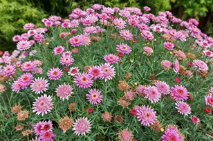 1328 Monte Maria Ave, Novato, CA 94947 - Photo 30