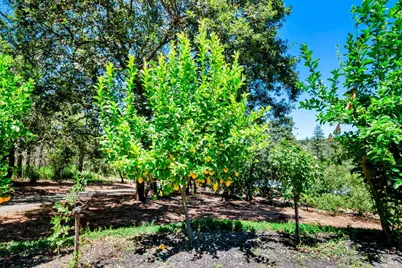 305 West Lane, Angwin, CA 94508 - Photo 62