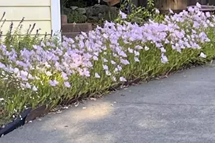 113 Heidi Ln, Cloverdale, CA 95425 - Photo 68