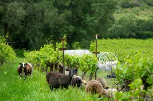7440 Wild Horse Valley Rd, Napa, CA 94558 - Photo 34
