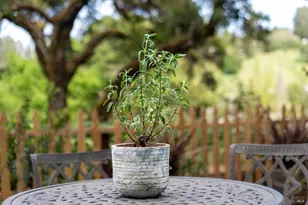 14952 Coleman Valley Rd, Occidental, CA 95465 - Photo 4