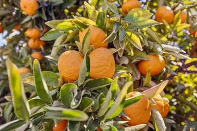 1193 Pearce Drive, Sonoma, CA 95476 - Photo 84