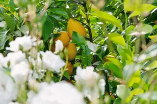 4990 Lakepointe Cir, Santa Rosa, CA 95403 - Photo 74