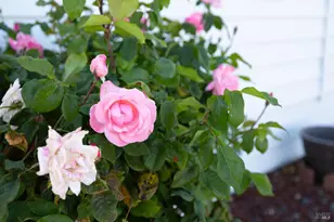 92 Anacapa Dr, Santa Rosa, CA 95403 - Photo 36