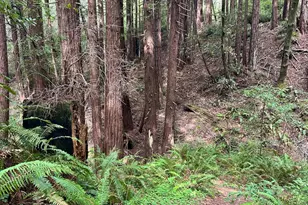 46320 Iversen Rd, Point Arena, CA 95445 - Photo 2