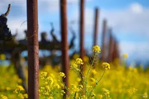 [Address not provided], Saint Helena, CA 94574 - Photo 24