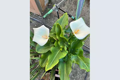 [Address not provided], Mill Valley, CA 94941 - Photo 22