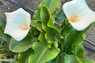 [Address not provided], Mill Valley, CA 94941 - Photo 22