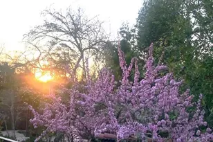 [Address not provided], Mill Valley, CA 94941 - Photo 26