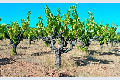 0 Dutcher Creek Road, Healdsburg, CA 95448 - Photo 10