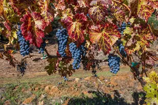 22355 Chianti Rd, Geyserville, CA 95441 - Photo 70