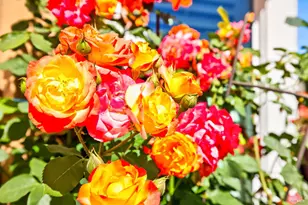 8536 Planetree Dr, Windsor, CA 95492 - Photo 38