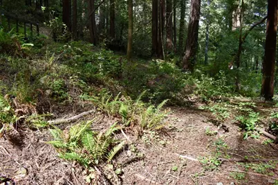 0 Old Monte Rio Road, Guerneville, CA 95446 - Photo 26