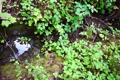 0 Old Monte Rio Road, Guerneville, CA 95446 - Photo 16