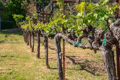 4034 Spring Mountain Road, Saint Helena, CA 94574 - Photo 30