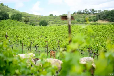 7440 Wild Horse Valley Road, Napa, CA 94558 - Photo 32