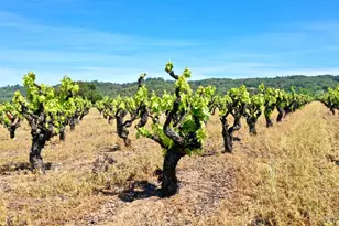 5143 Dry Creek Rd, Healdsburg, CA 95448 - Photo 8