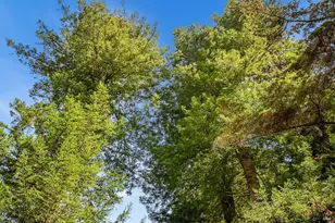 1365 Austin Creek Rd, Cazadero, CA 95421 - Photo 10
