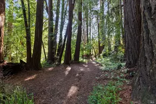 543 Montford Ave, Mill Valley, CA 94941 - Photo 52