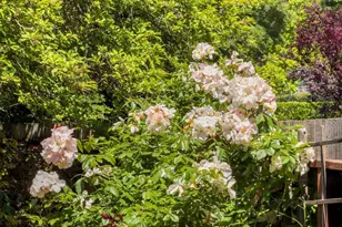 120 Van Winkle Dr, San Anselmo, CA 94960 - Photo 48