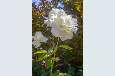 101 Bolinas Avenue, Ross, CA 94957 - Photo 28