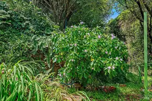 51 Monte Cimas Ave, Mill Valley, CA 94941 - Photo 64