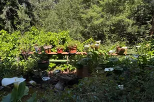 51 Monte Cimas Ave, Mill Valley, CA 94941 - Photo 36