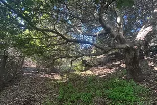 145 Antonette Dr, Tiburon, CA 94920 - Photo 12