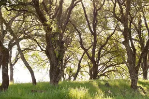 750 Conn Valley Rd, Saint Helena, CA 94574 - Photo 28
